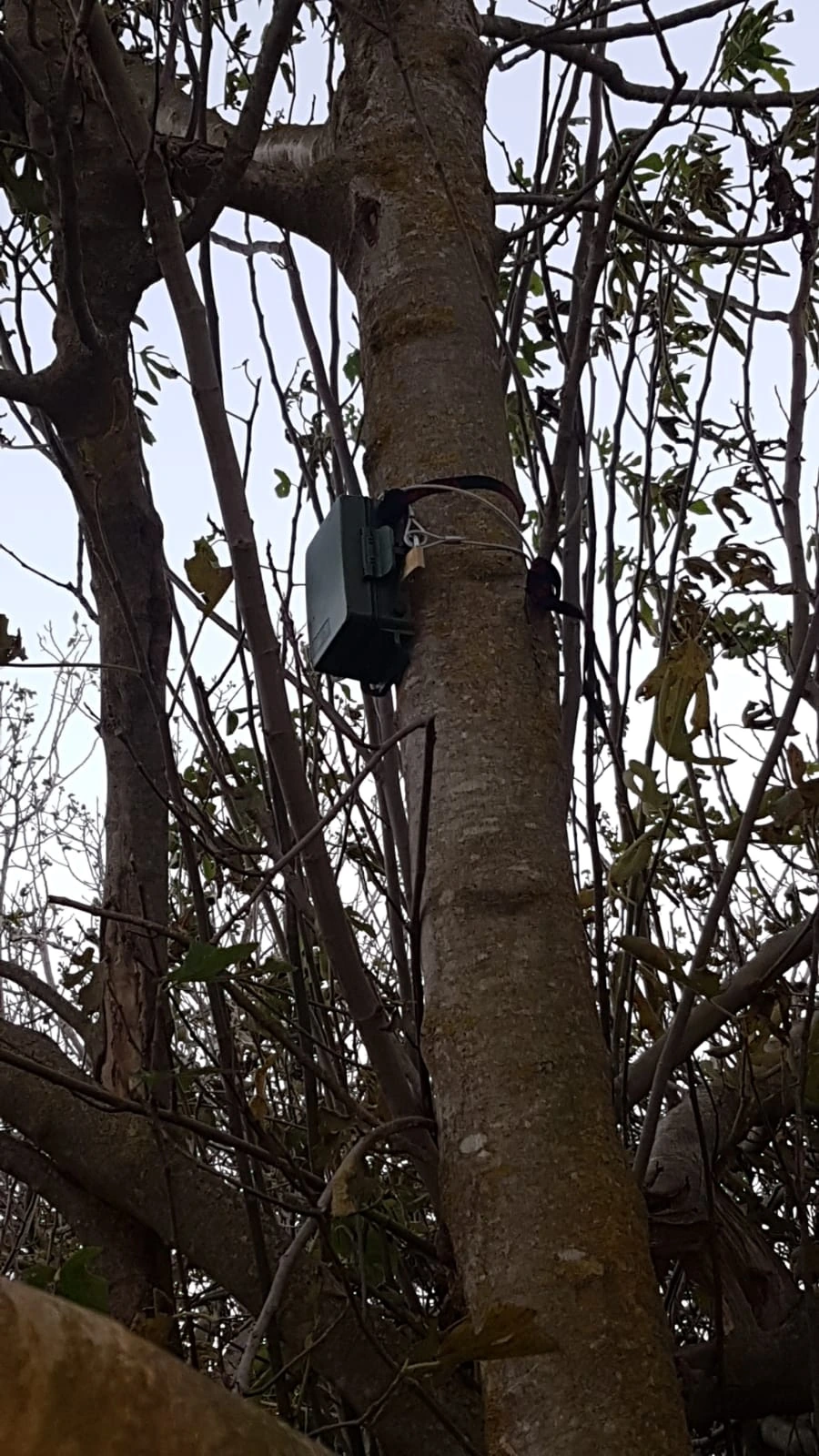Acoustic recording device mounted on a tree